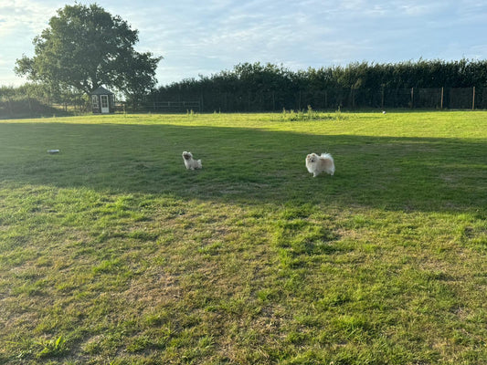Dog Park Hire