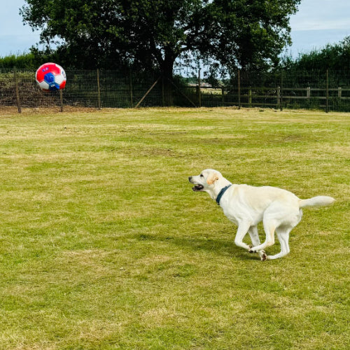 Poppy Fields Dog Park - Safe, Secure Dog Exercise Park in Kent